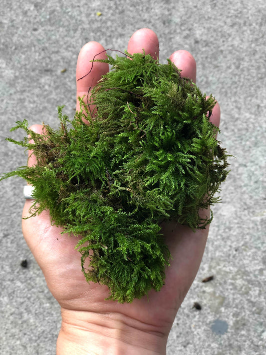 9x6 Bag Fresh LIVING Moss , Selectively Harvested Curated Collection  Terrariums, Zen & Fairy Gardens, Projects, Planters and More 