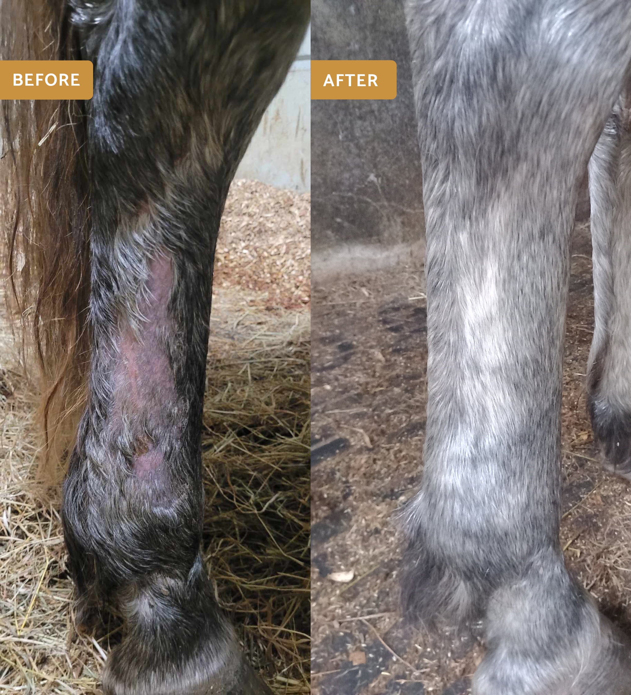 Horse leg before and after