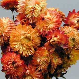 Small Dried Strawflower Heads, Assorted Sizes Resin Craft Flowers,  Everlasting Flowers - Yahoo Shopping