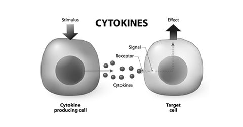 A detailed look at a cytokine cell.