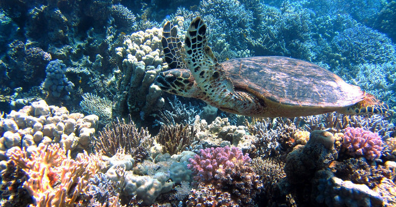 Coral Reef Turtle