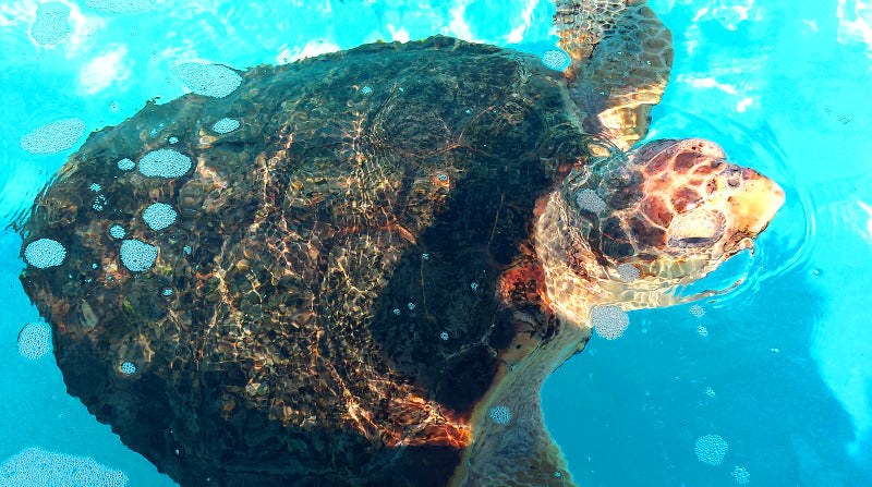 loggerhead sea turtle - jupiter florida