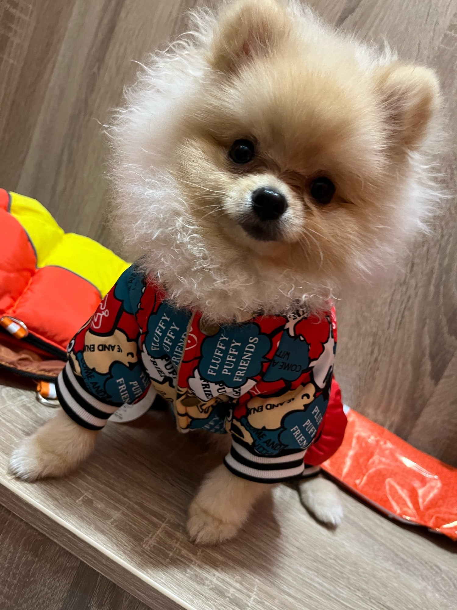 Luxury Pomeranian Parkas Jacket – Pomeranian Klub