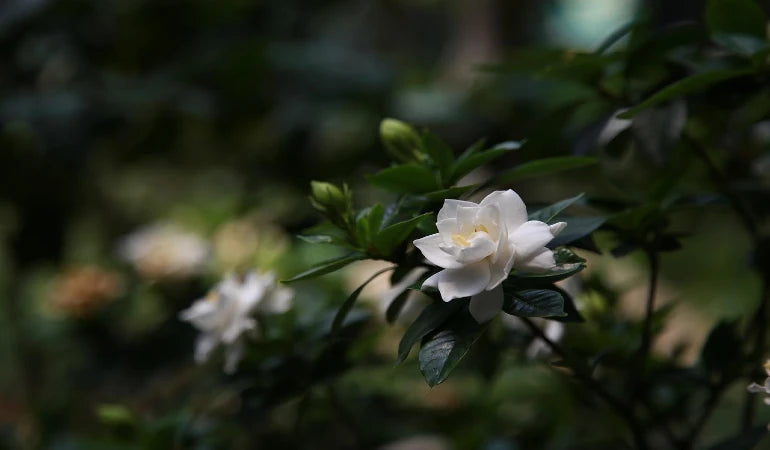 Tanaman Penyerap Bau Gardenia