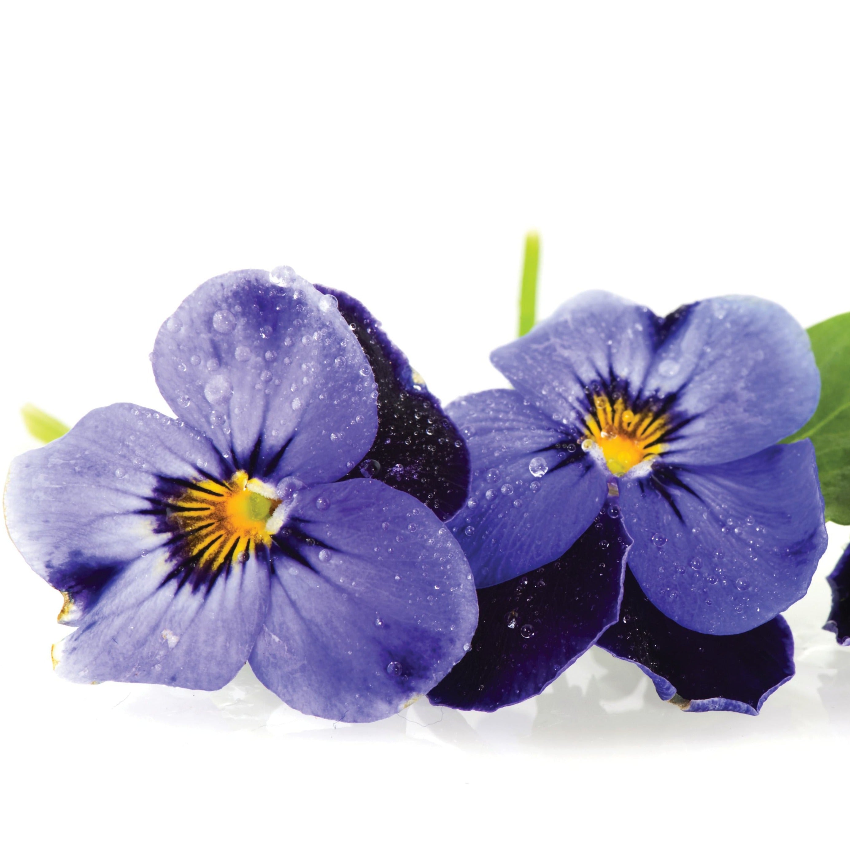 Plante herbacée annuelle/potagère comestible - Pensée (violette) Electric  gem - Croque Paysage, Laurentides