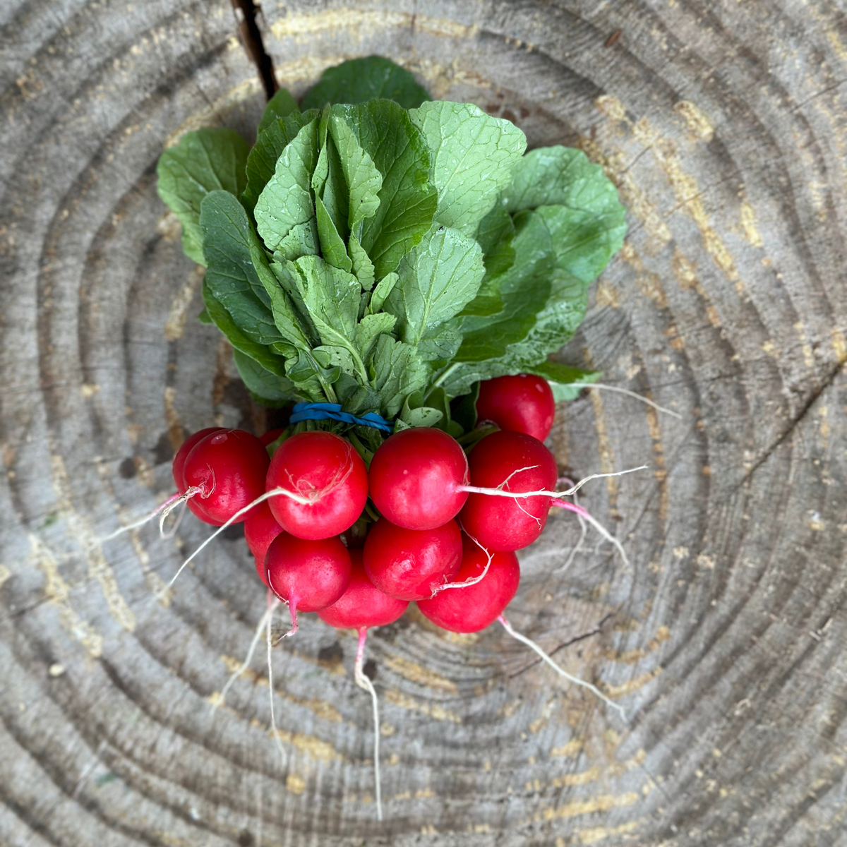 Radish: Red - per bunch