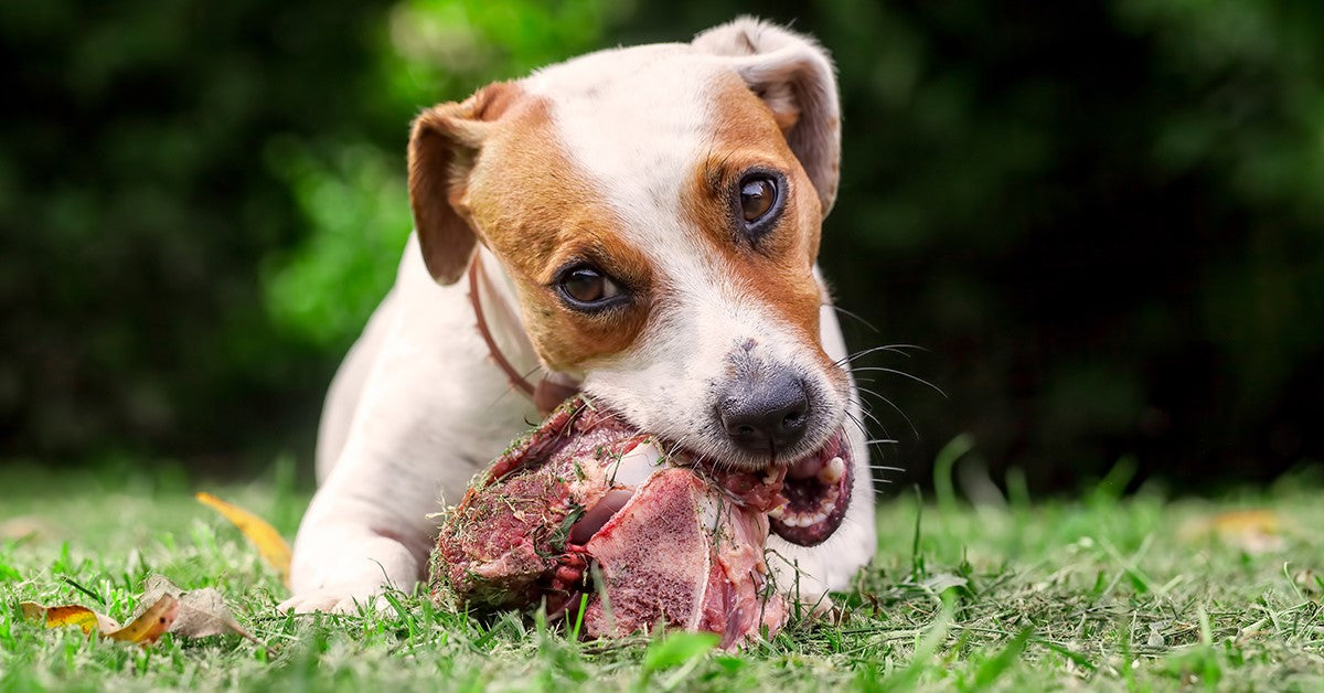 are raw bones good for dogs