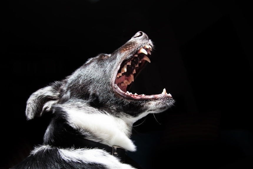 can raw food cause aggression in dogs