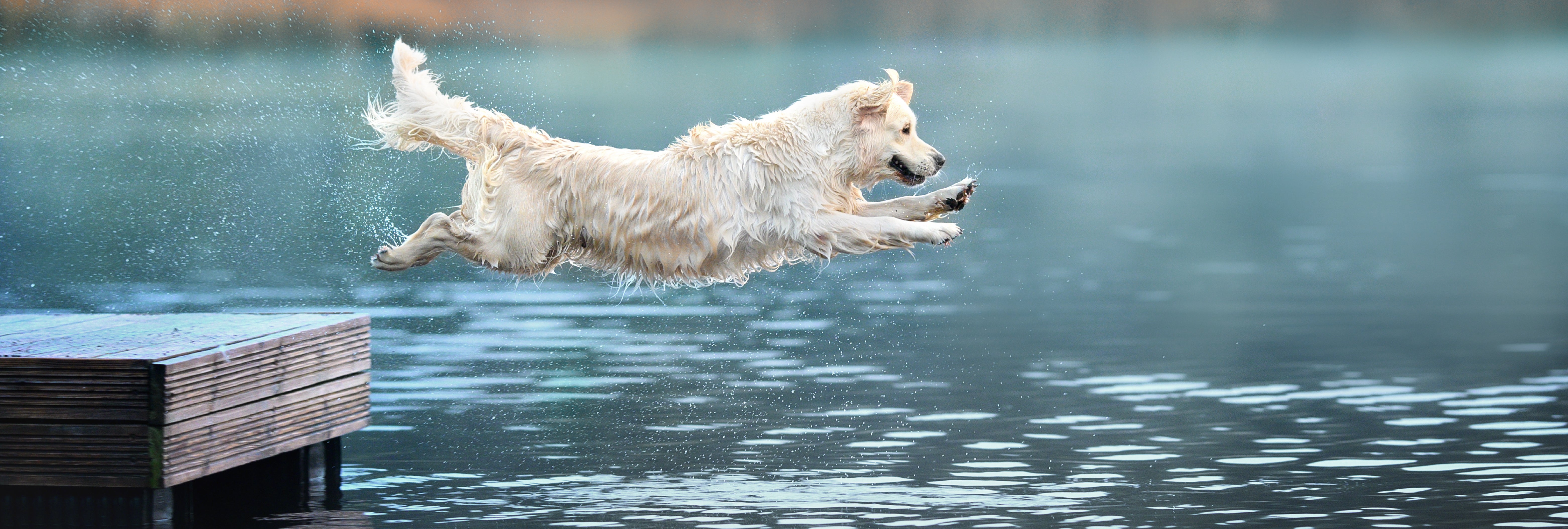 water intoxication in dogs - dog jumping