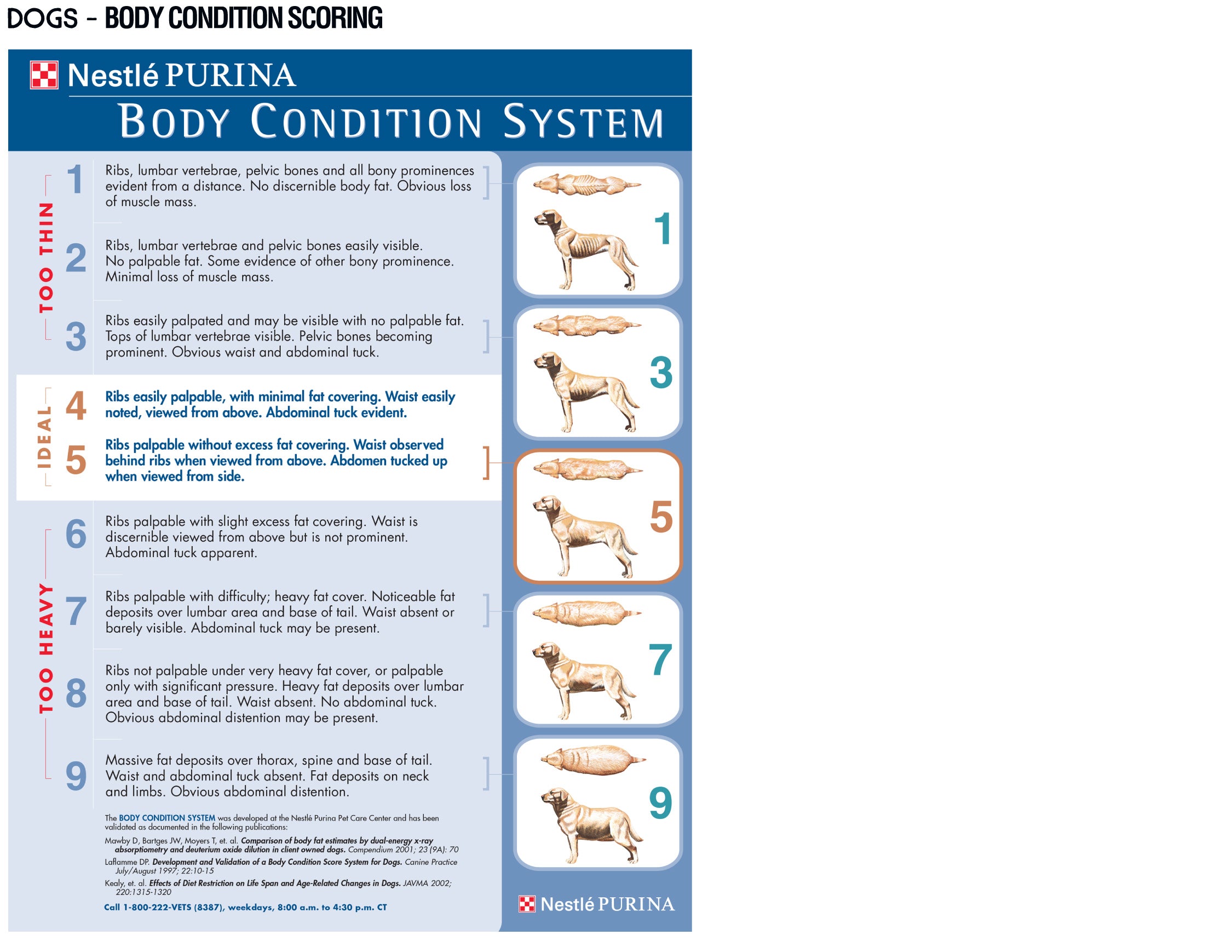 How heavy should my dog be - dog body condition score