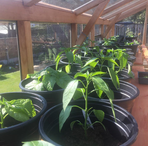 Selection of Chilli Plants