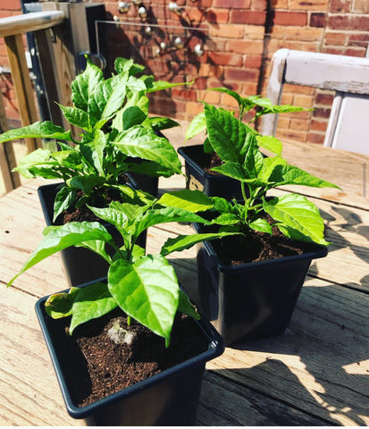 Chocolate Habanero Chilli Plants