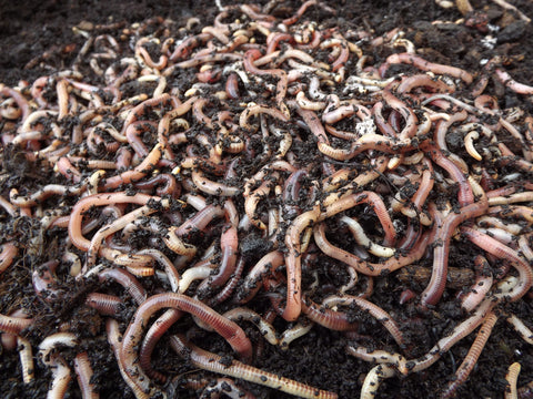 Yorkshire Worms