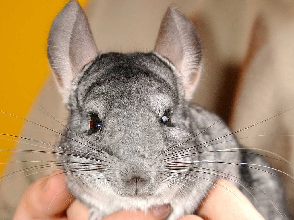 what are chinchillas like as pets