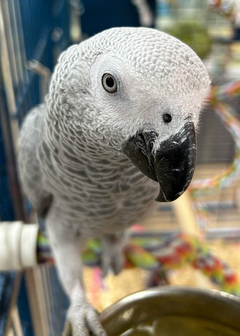 African Grey at the Pembina Petland store looking adorable.