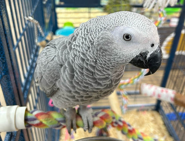 African Grey for sale at Petland Canada