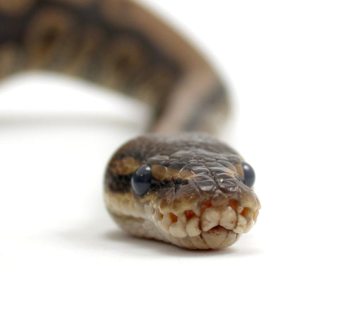 Ball Python Close Up