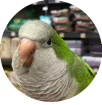 Quaker Parrot - Mulligan