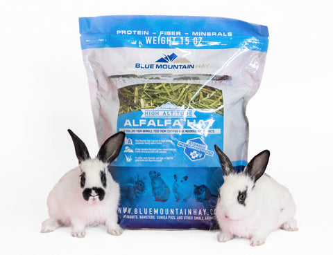 Two bunnies next to alfalfa hay