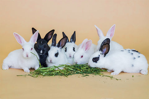 Bunnies crowding around a pile of hay