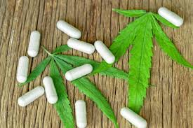 Cannabis Consumption Alongside Antibiotics