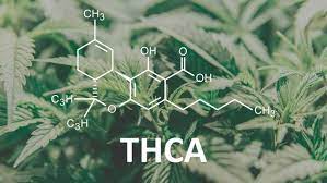 THCA vs THC
