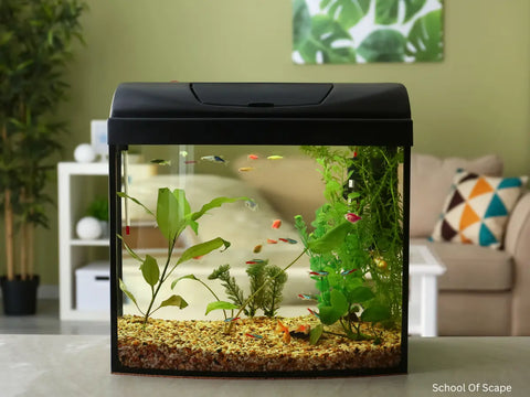 fish aquarium