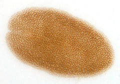 Acropora Eating Flatworm
