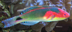 Exquisite Fairy Wrasse 1