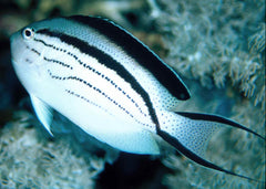 Lamarck's Angelfish