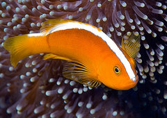 Orange Skunk Clown Fish