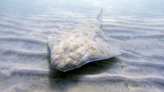 Angel Shark