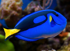 most beautiful reef safe fish