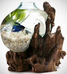 Fish Bowl On Driftwood
