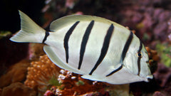 Convict Tang