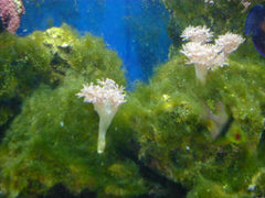 algae