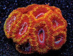 Acan Lord