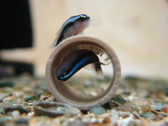 mating neon goby
