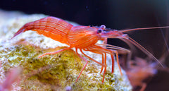 peppermint shrimp