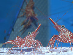 peppermint shrimps