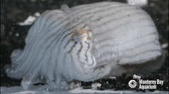 Pyjama Squid