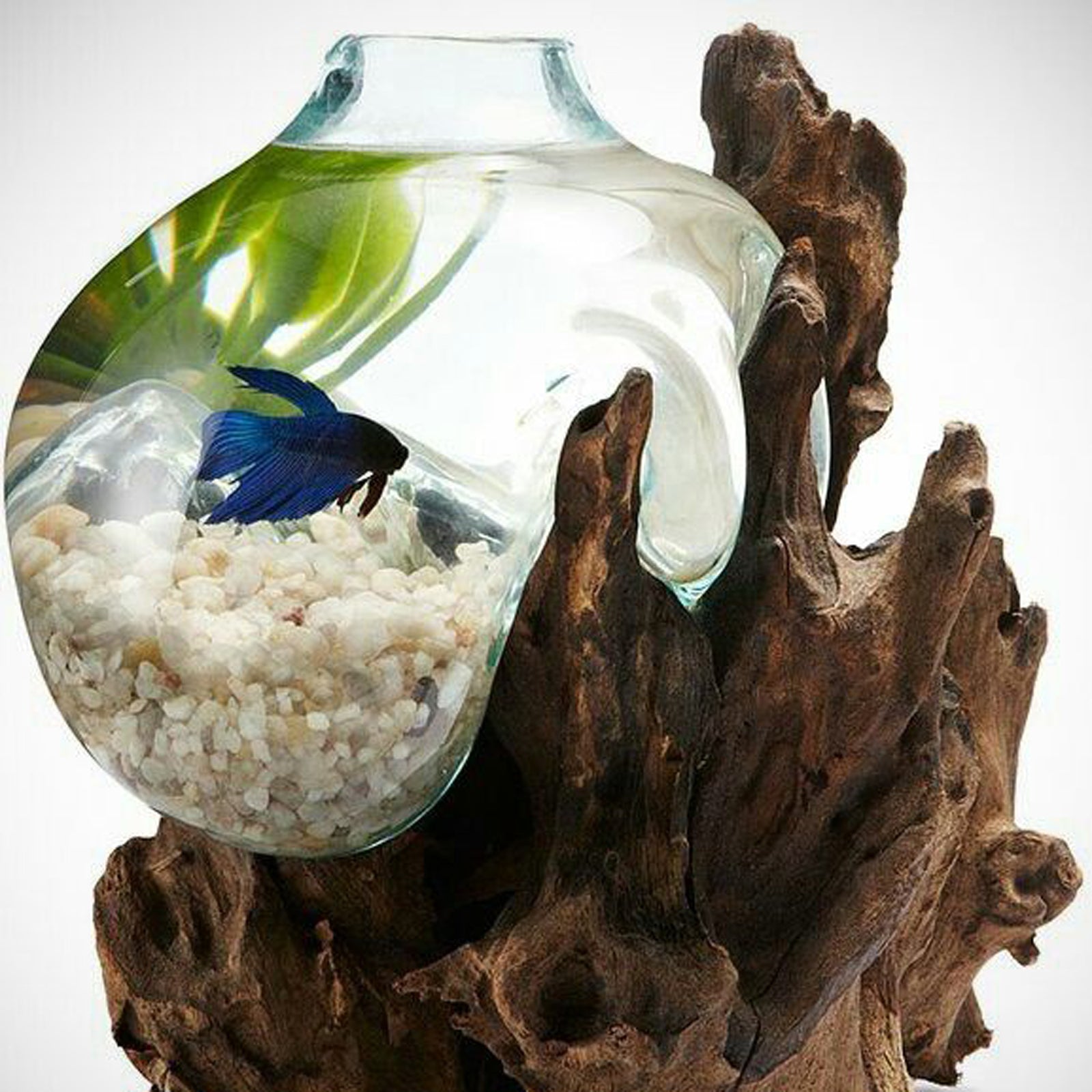 fish aquarium bowl