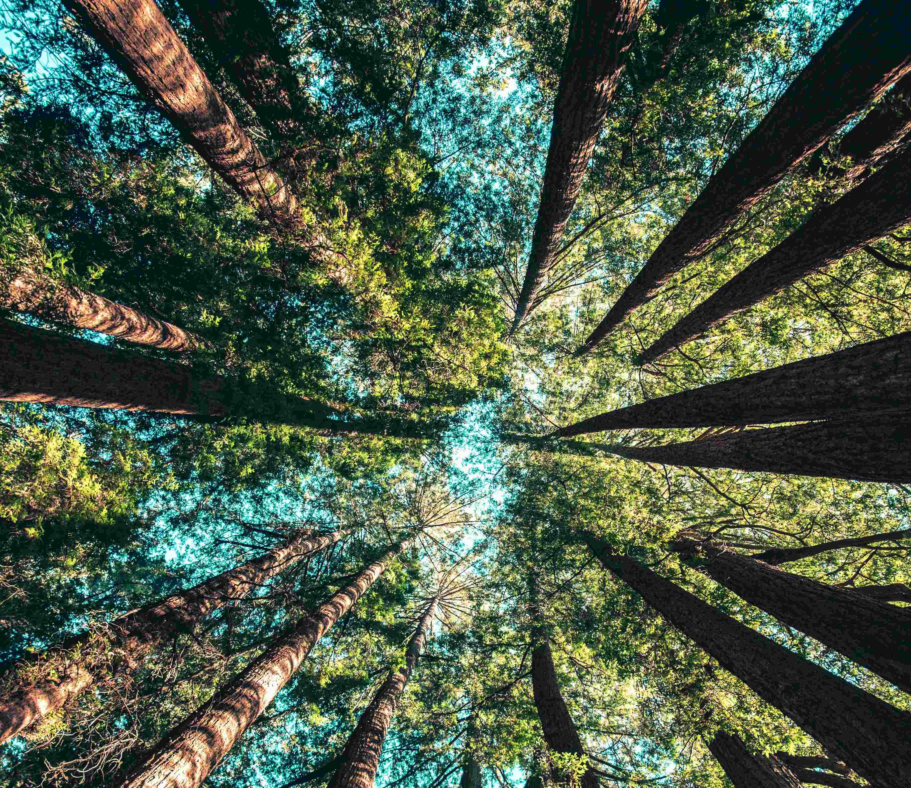 Forest trees pointing to the blue sky and sunlight