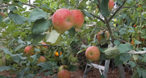Apple Tree Harvest