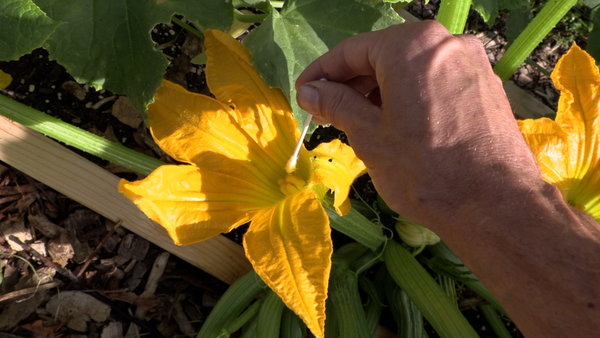 pollinate with hand