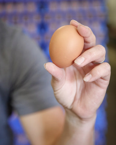 Guide to Egg Sizes and Weights