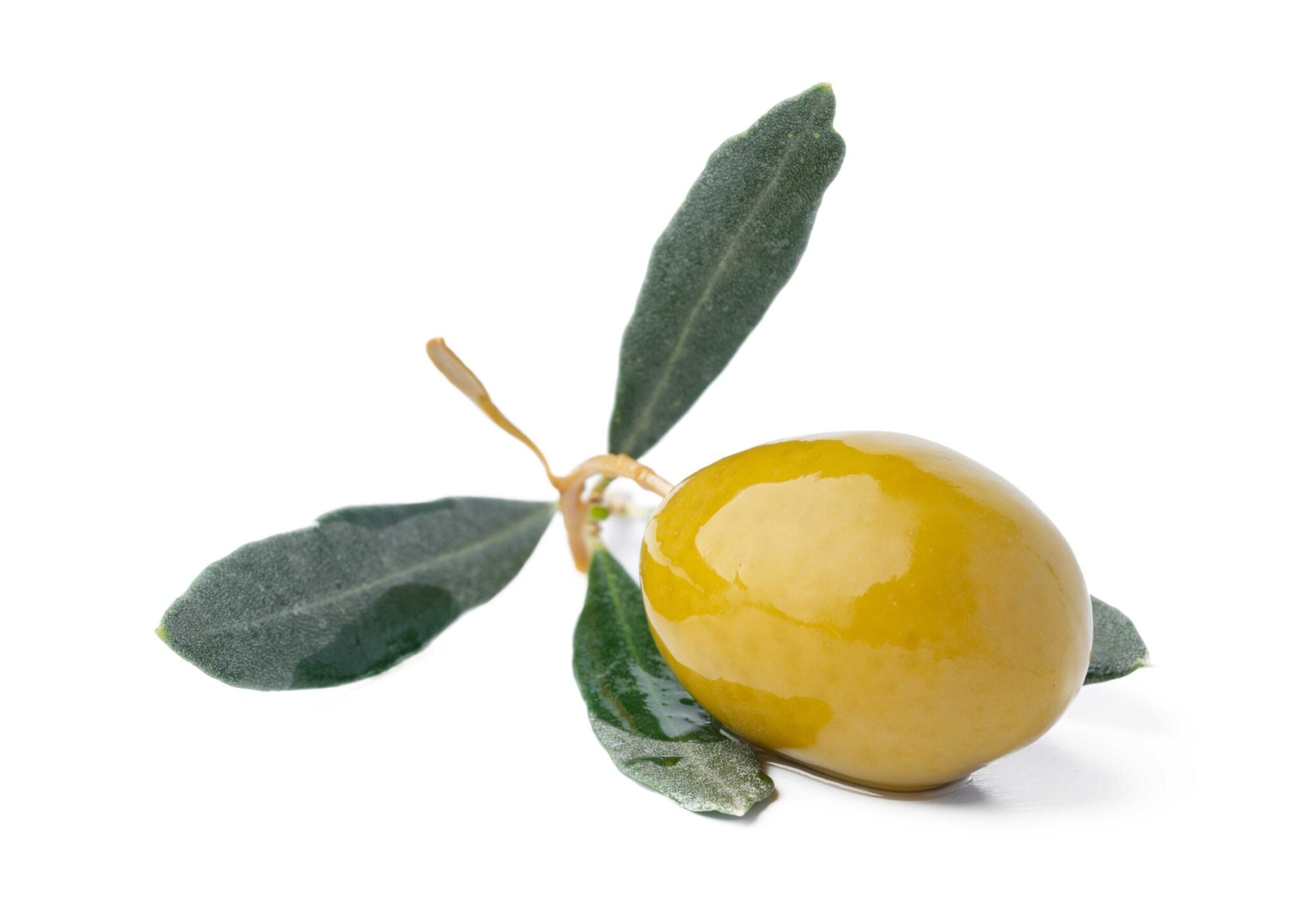 Olive-Leaf-Extract-Olea-europaea-L-scaled.webp__PID:2d8a411a-f8a3-4efd-89e2-306caab4f84e