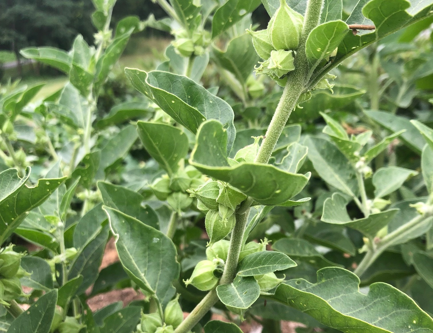 ashwagandha-from-taylor-wilmott-fairfield-farm-4-cropped-c61ad5f460a2fe5055509c32e1d0841b.jpeg__PID:5bc517ac-7174-485d-aaf3-c7f8cc45588e