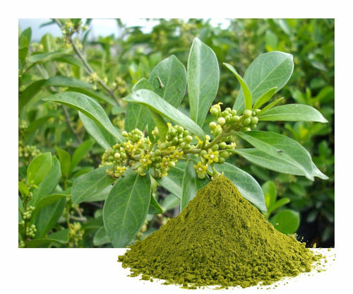 gymnema-sylvestre-extract.jpg__PID:1266acae-e7d6-4807-82da-697ba1e9414e