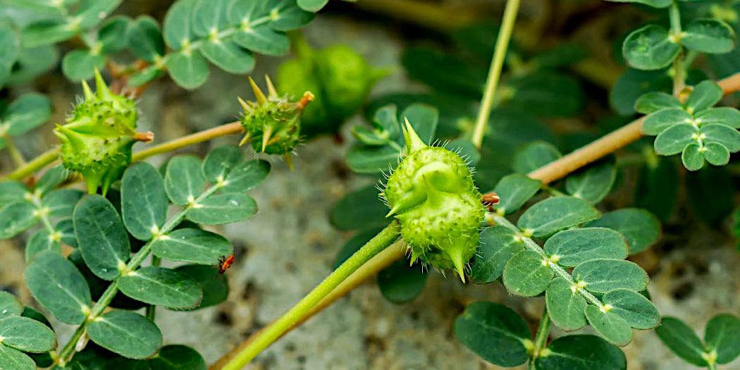 tribulus-terrestris-croix-de-malte.jpeg__PID:9ab167af-5bc5-47ac-b174-785d2af3c7f8